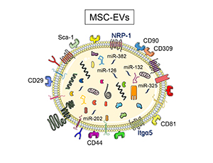 Our publication in the prestigious Journal of Nanobiotechnology (IF=10.2)!!!